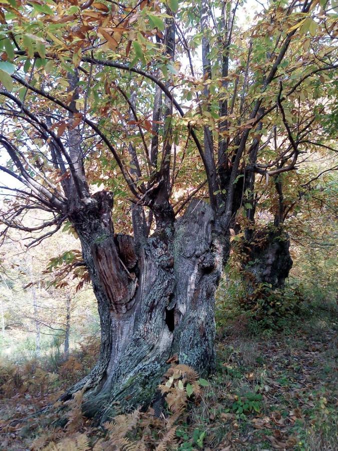 Апартаменты Casa Nel Bosco, Appennino Tosco Emiliano Camugnano Экстерьер фото